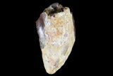 Bargain, Phytosaur Tooth - Arizona #66412-1